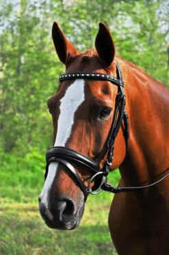 KL Select Red Barn Cadence Dressage Bridle