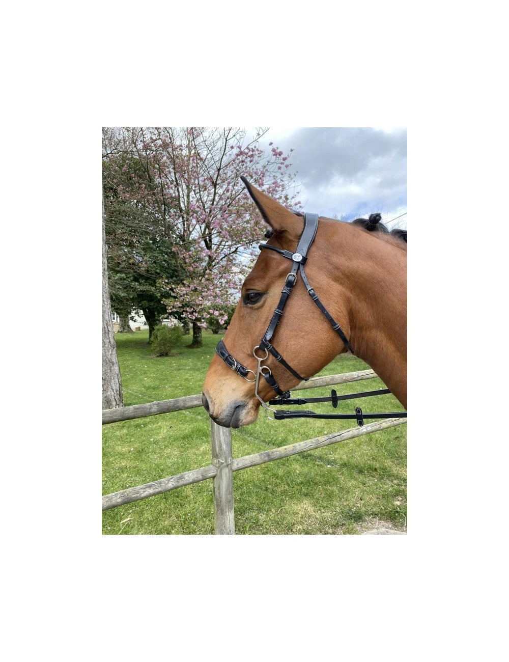 Jump'In Hackamore Bridle 1 Jump'In Hackamore Bridle