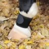 Professional's Choice VenTECH Pastern Wrap